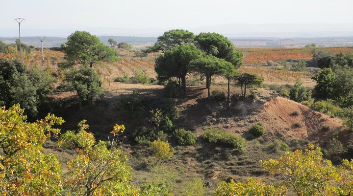 Vista